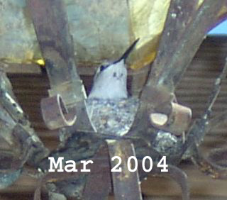 2004-1 Nest