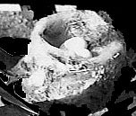 1997-2
nest with eggs