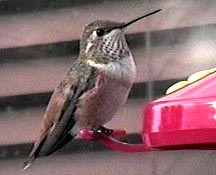 Immature male Rufous at feeder